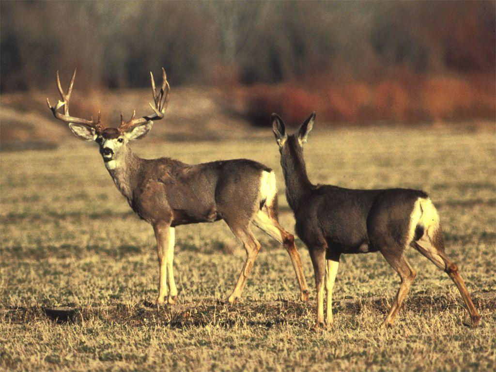 Wallpaper For > Mule Deer Buck Wallpaper