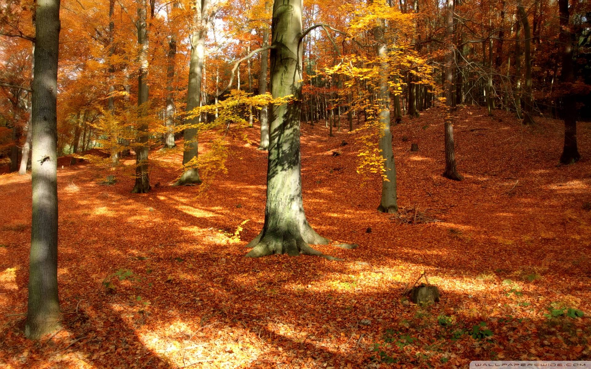 Wallpaper For > Autumn Forest Wallpaper HD