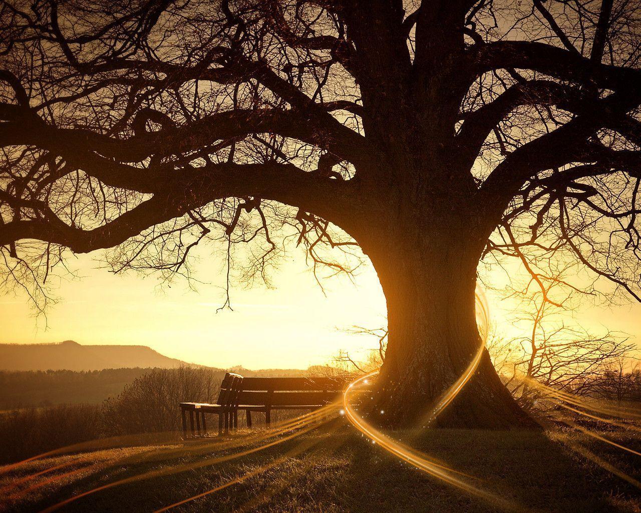 tree with amazing background wallpaper Search Engine
