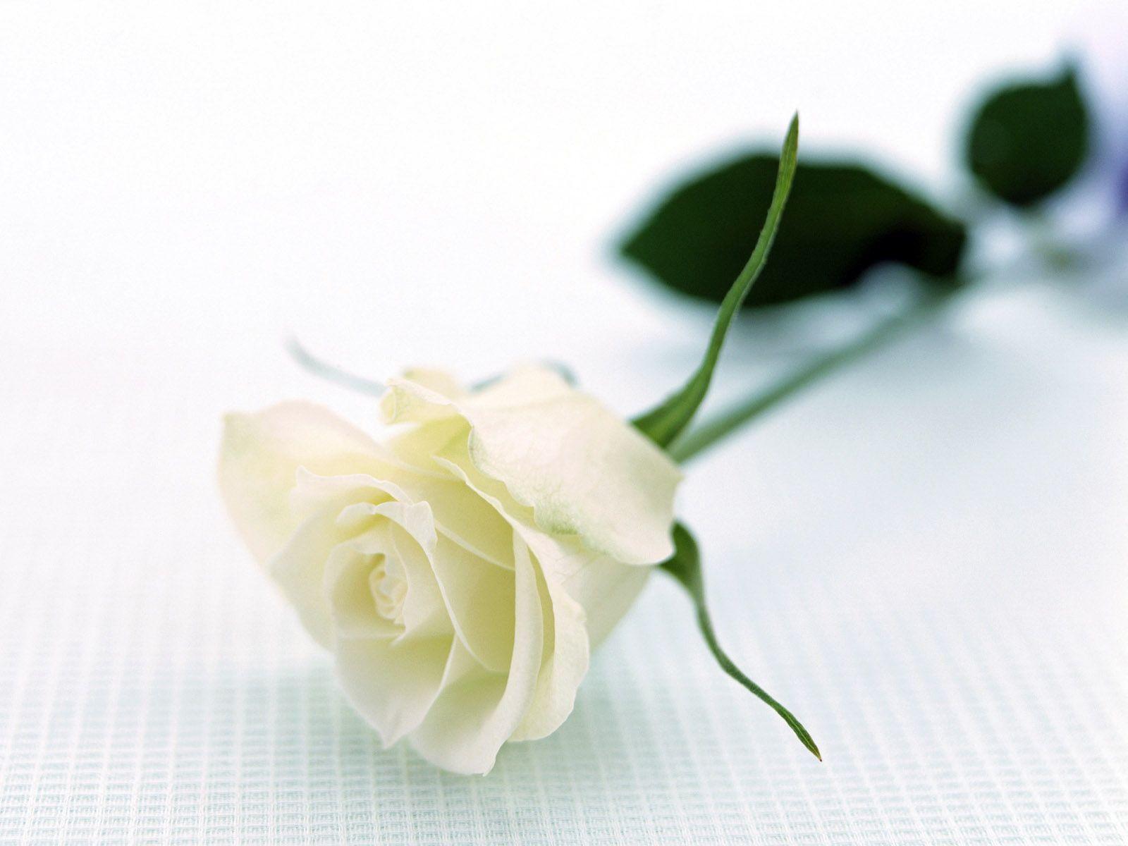 White Rose. HD Wallpaper 1080p