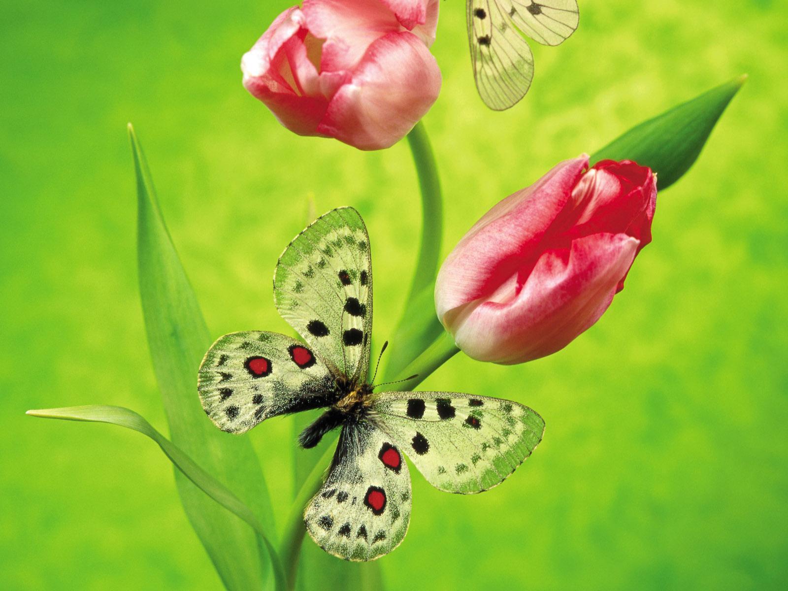 Romantic flower free desktop background wallpaper image