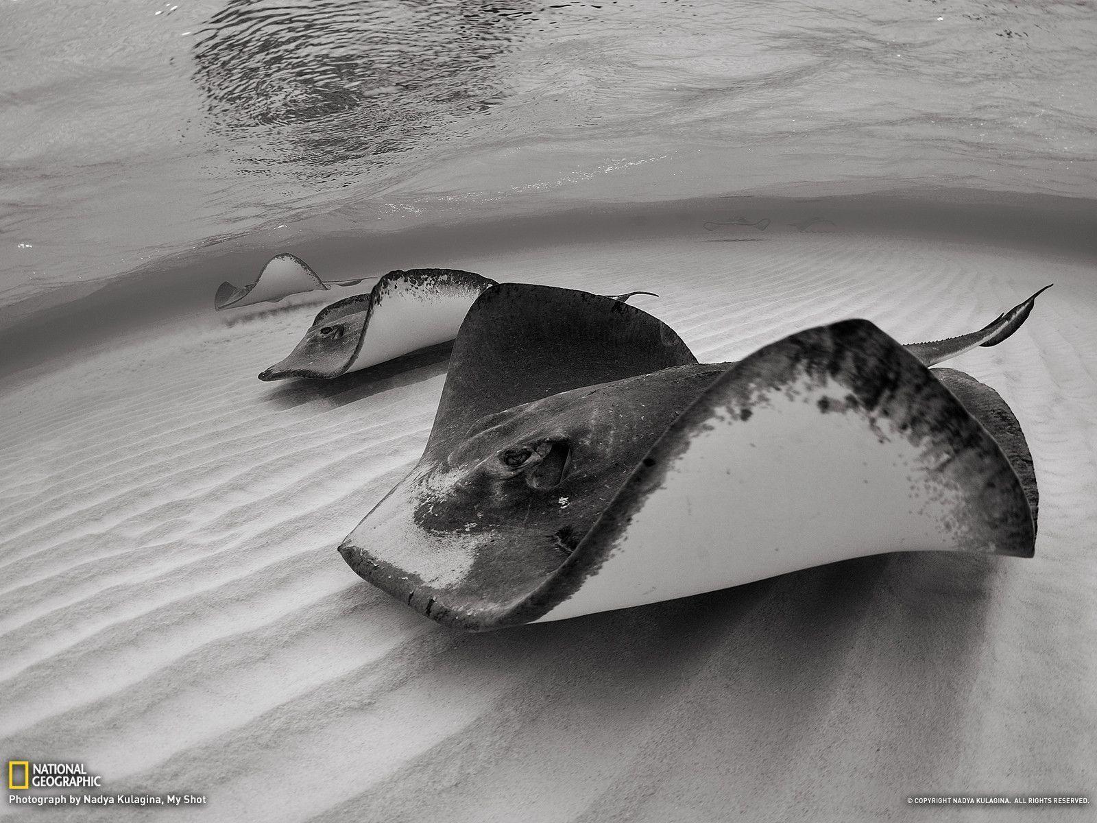 Stingray Picture - Underwater Wallpaper - National Geographic
