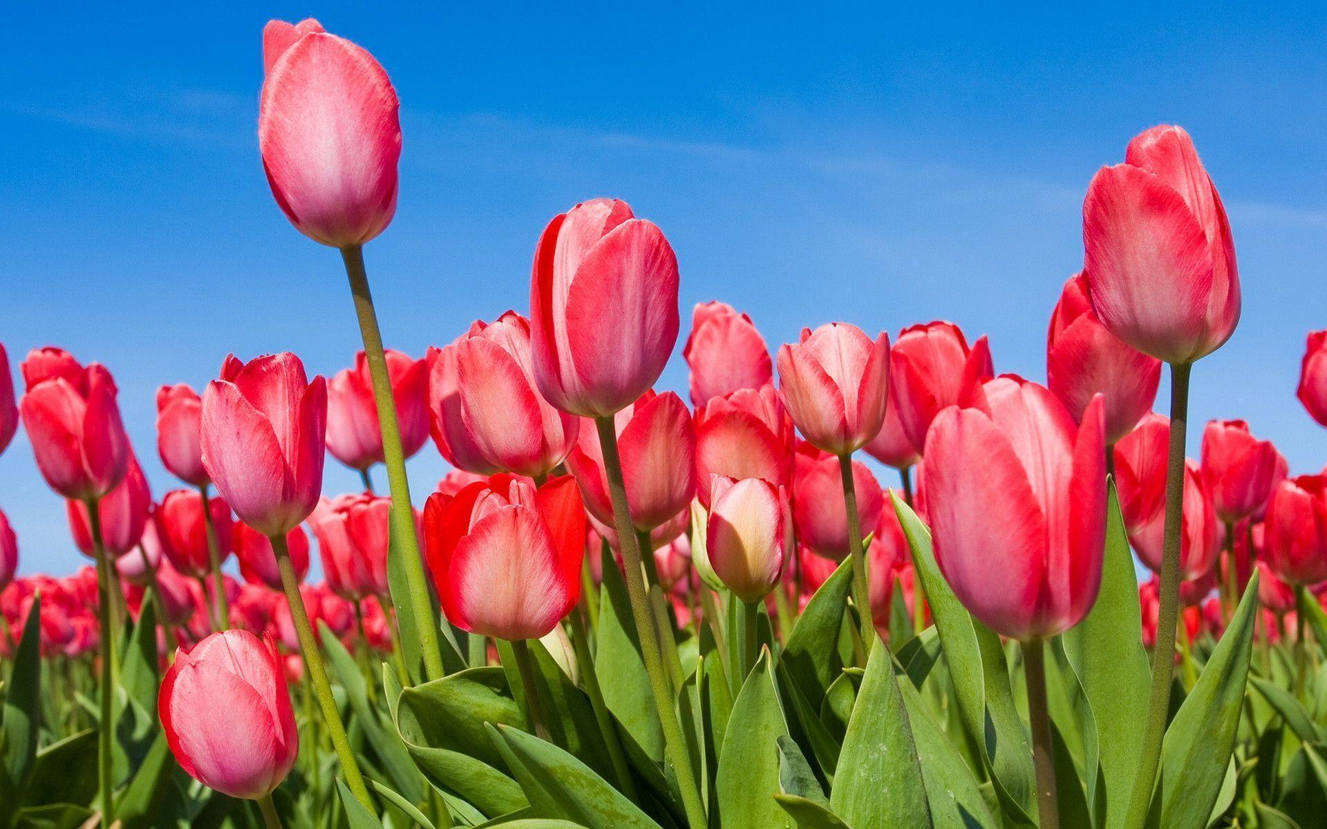 Flowers For > Pink Tulip Flower Wallpaper