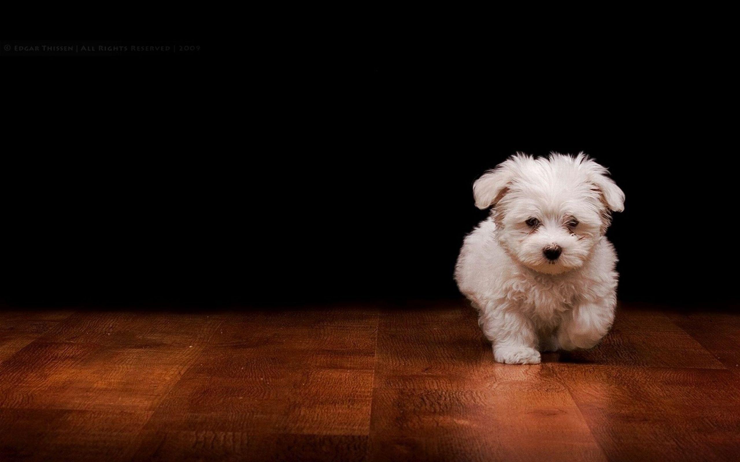 Desktop christmas puppy wallpaper wallpaper