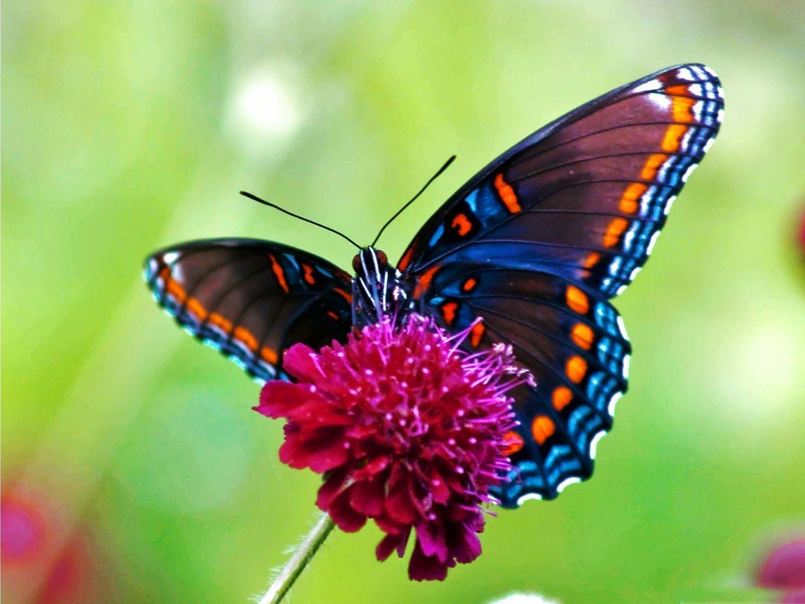 Free Live Butterfly Wallpaper. High Definition Wallpaper