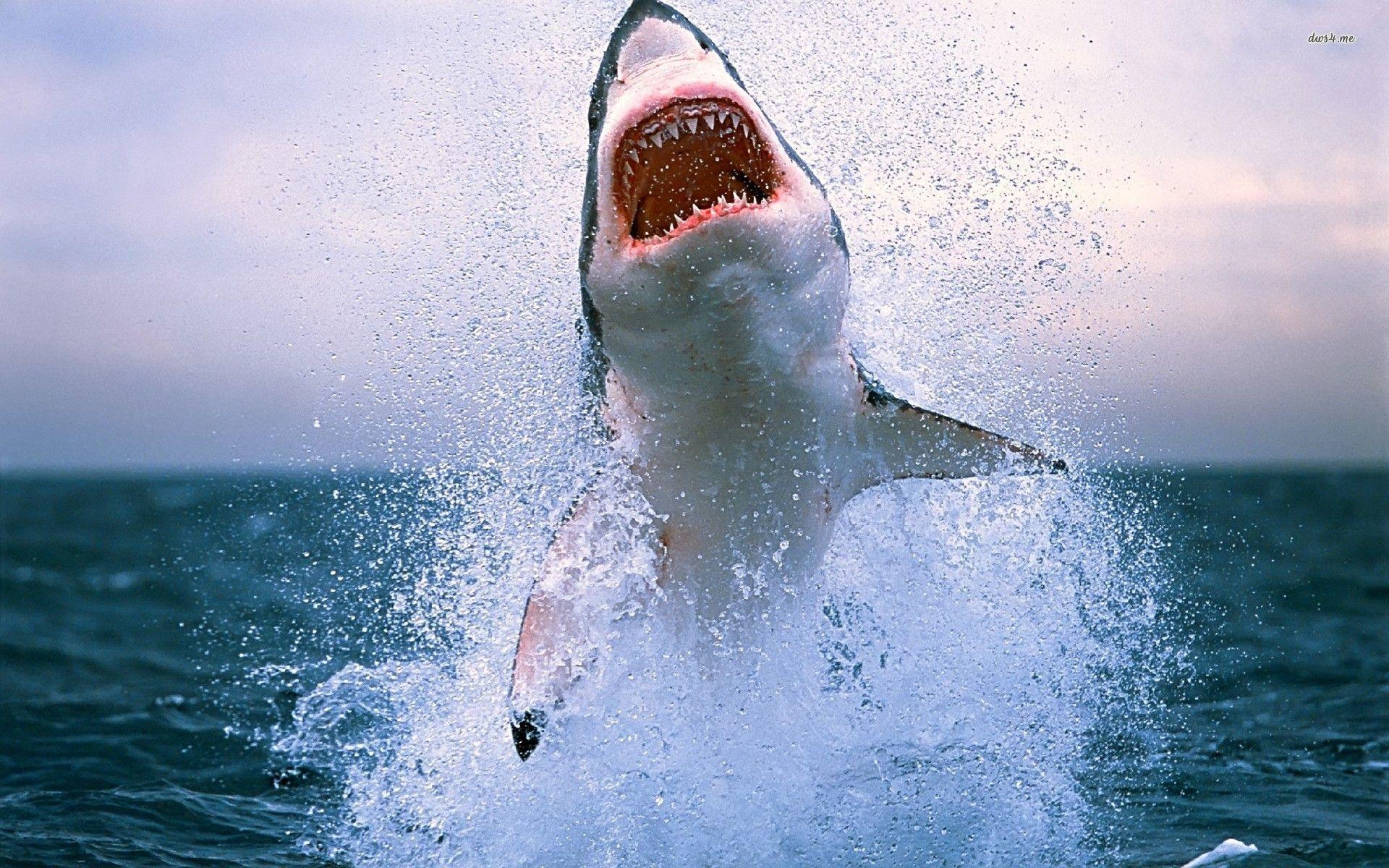Great White Shark Wallpaper Wallpaper Inn