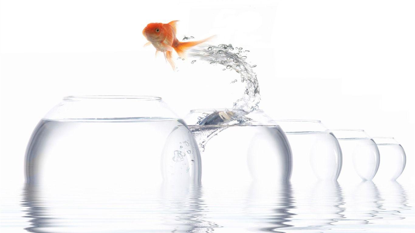 Jumping goldfish wallpaper Wallpaper Download