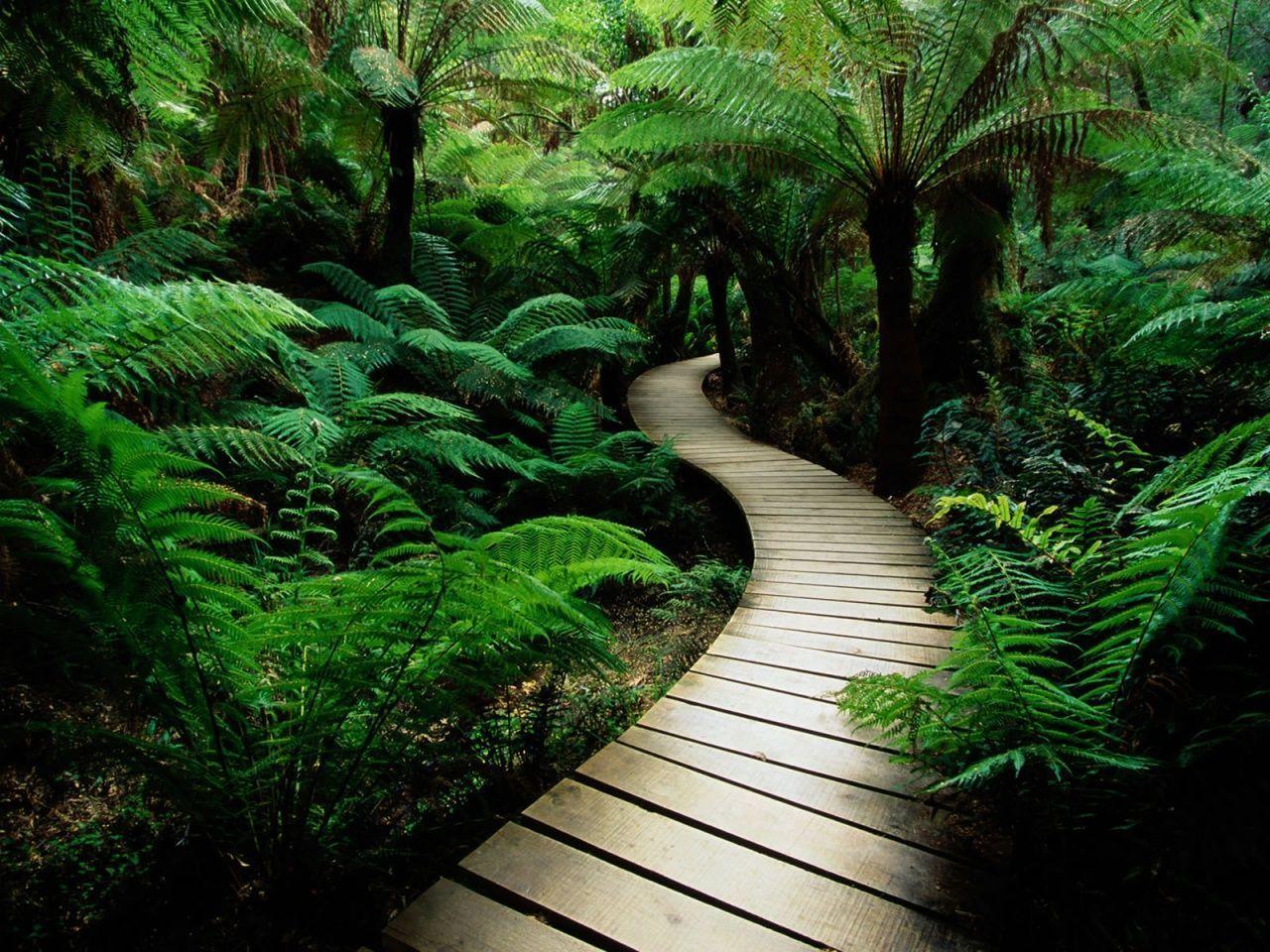Nature Desktop Background HD Wallpaper Background