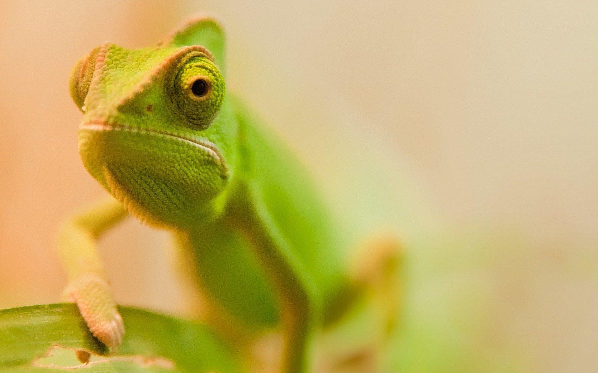 Green Chameleon Macro Photo HD Wallpaper