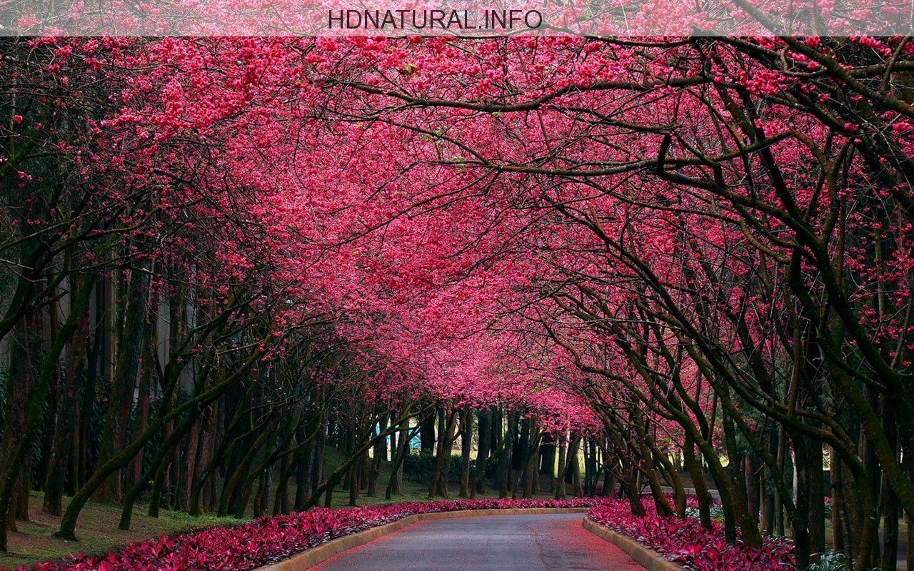 Beautiful Nature Wallpaper For Desktop Free Download Xqpgnxvo