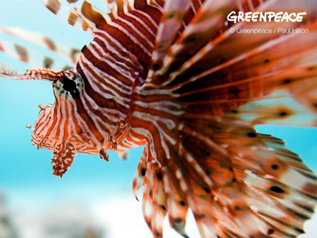 Wallpaper. Greenpeace Australia Pacific