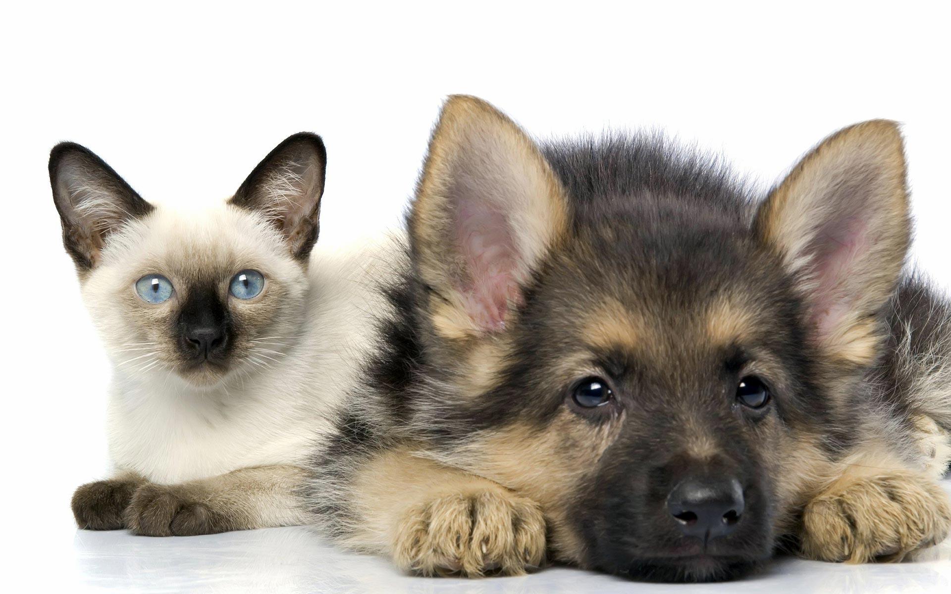 Baby Cat And Dog