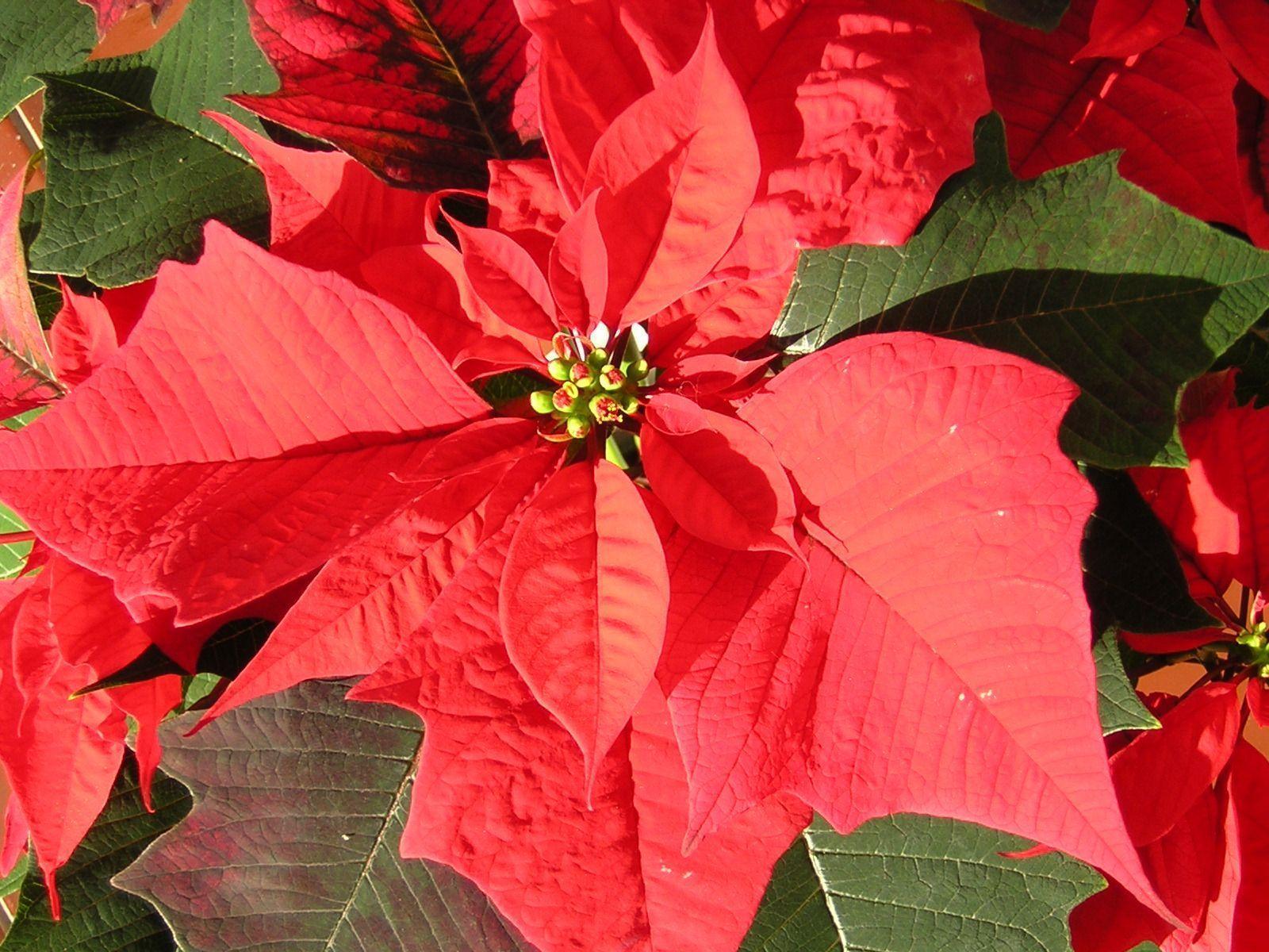 poinsettia wallpaper with leaf. HD Wallpaper and Download Free