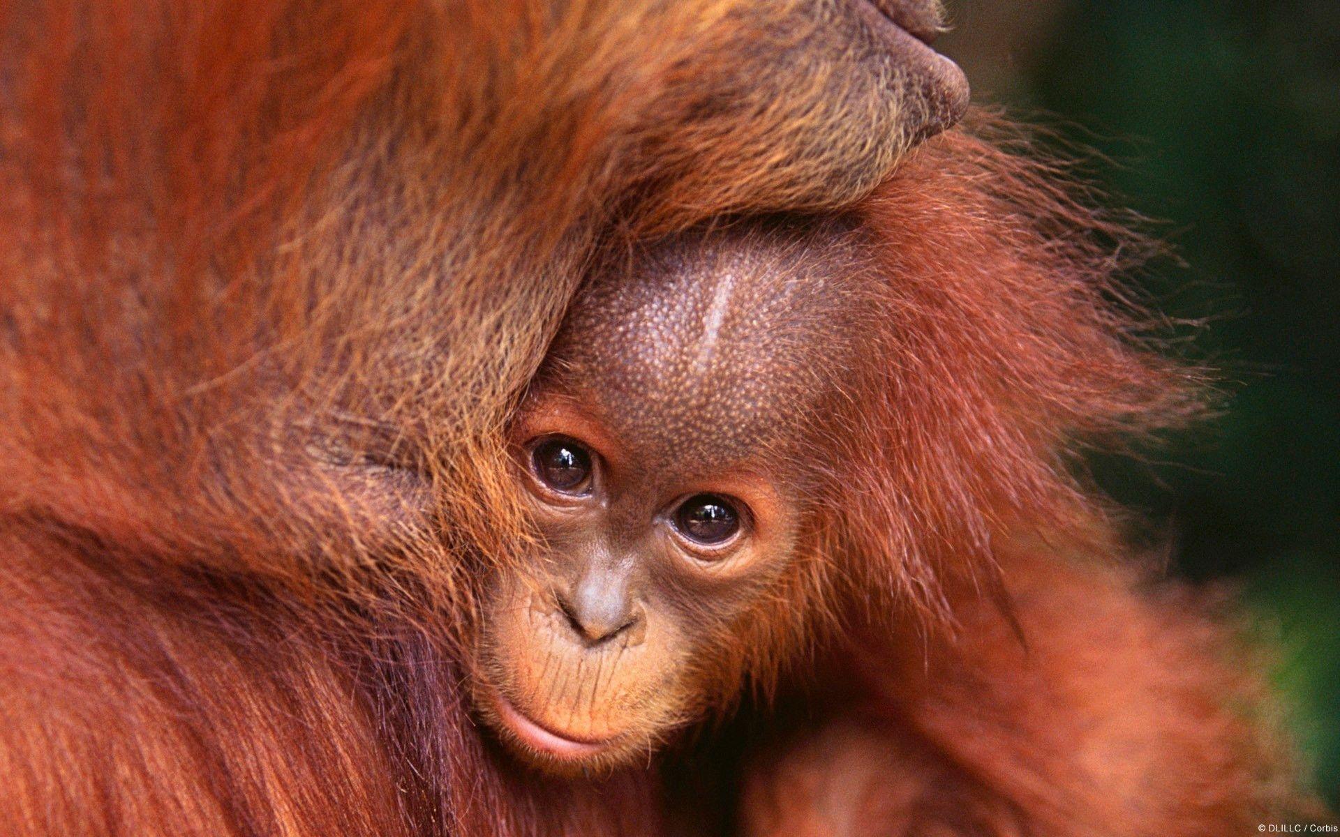 Orangutan Photos Download The BEST Free Orangutan Stock Photos  HD Images