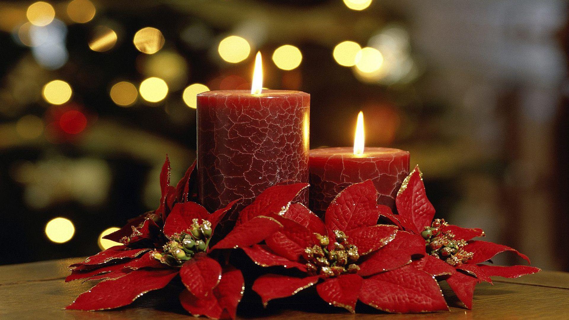 300 Free Poinsettia  Christmas Images  Pixabay