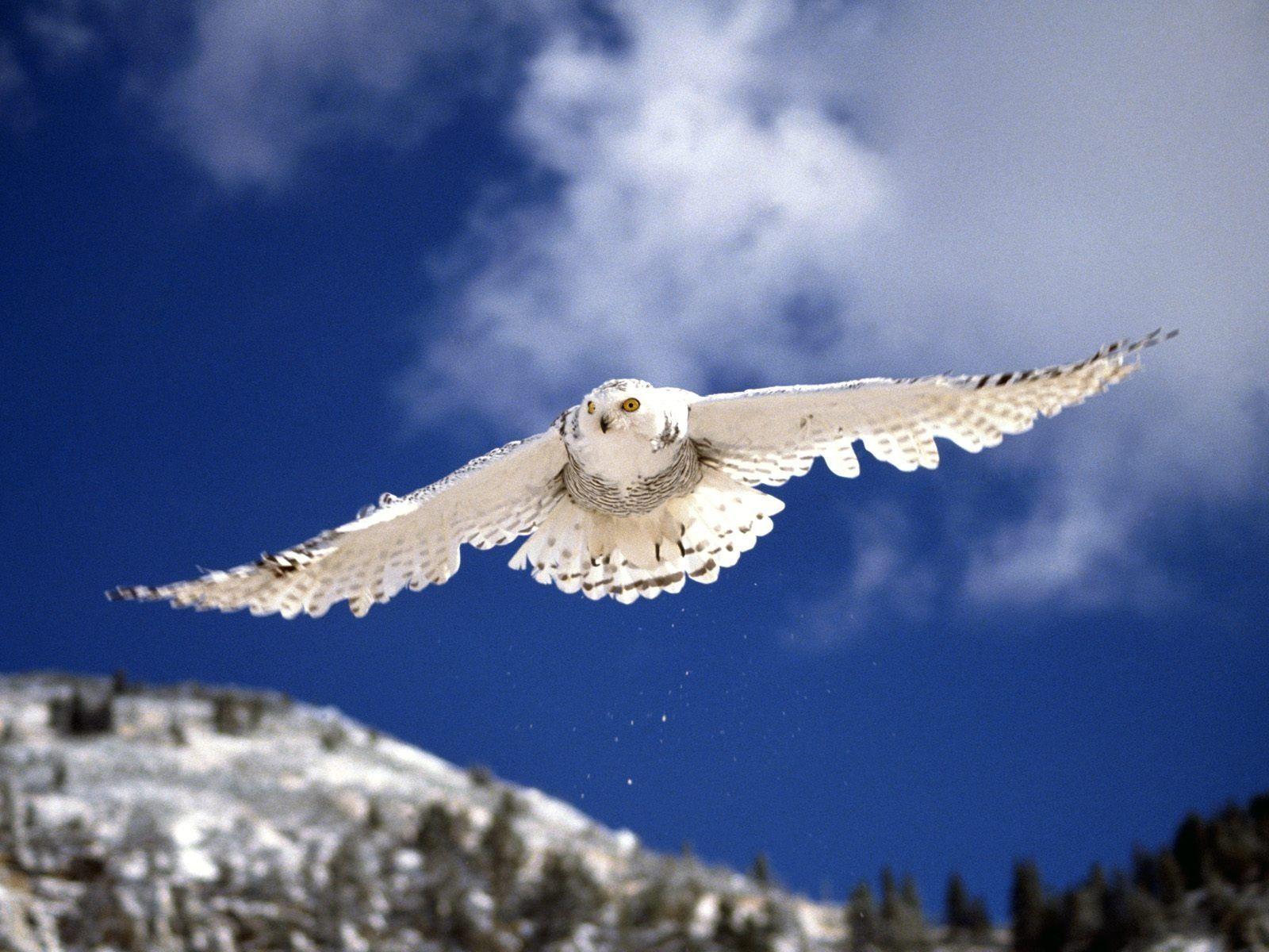 Owl Wallpaper White And