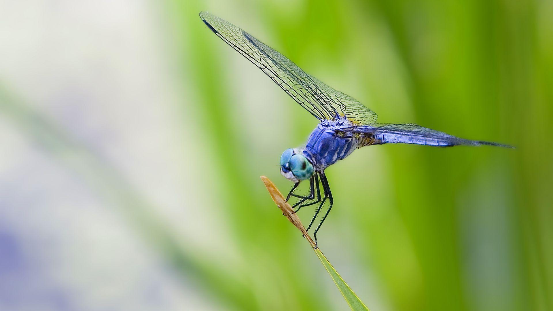 Animals For > Dragonfly Wallpaper