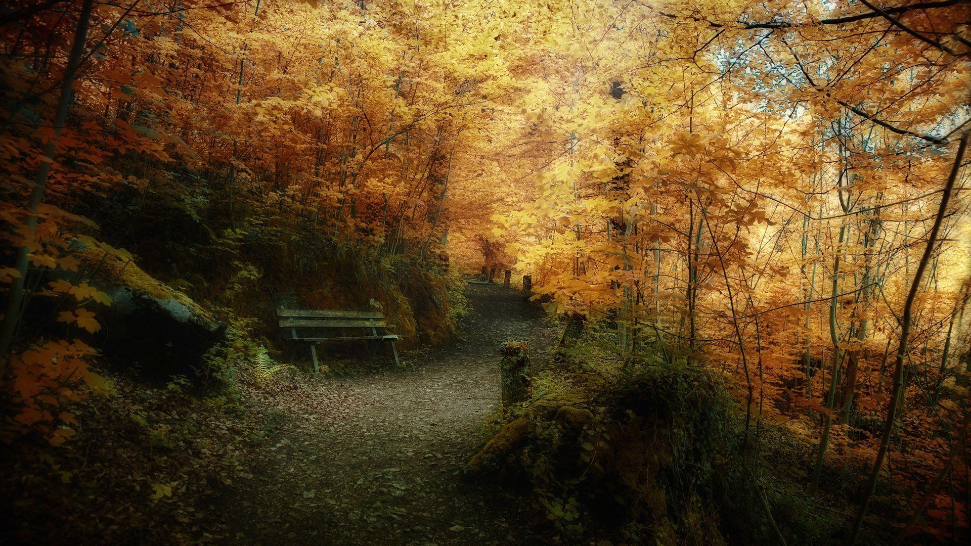Autumn Leaves Wallpaper- HD Wallpaper OS