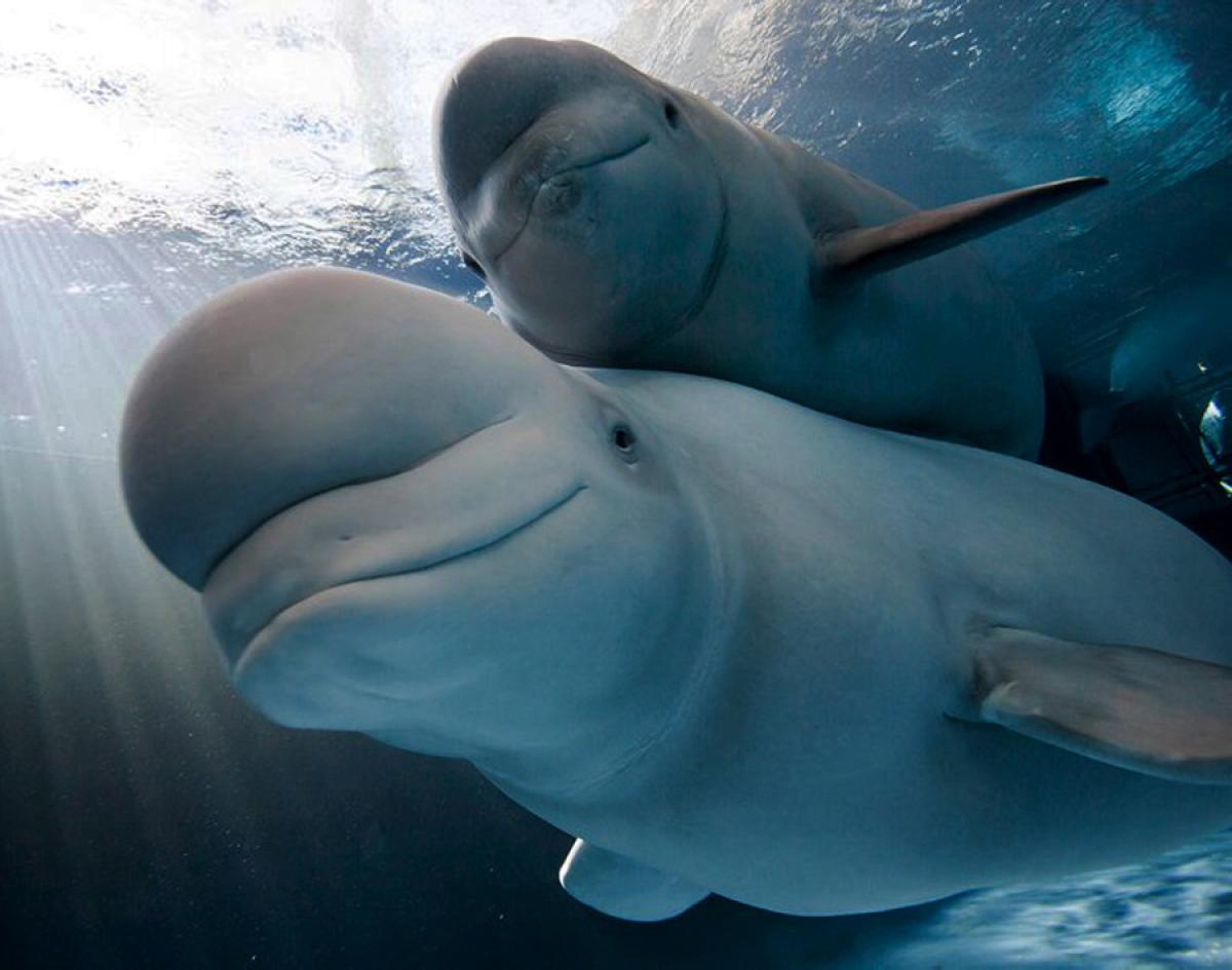 image For > Cute Beluga Whale Picture