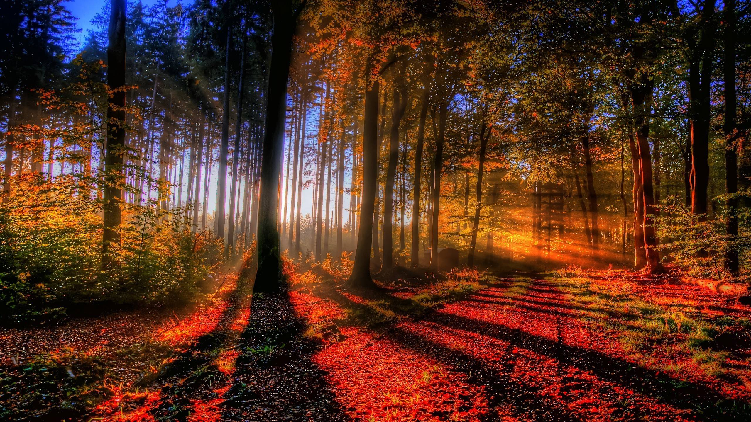 Sunlit autumn forest Wallpaper #