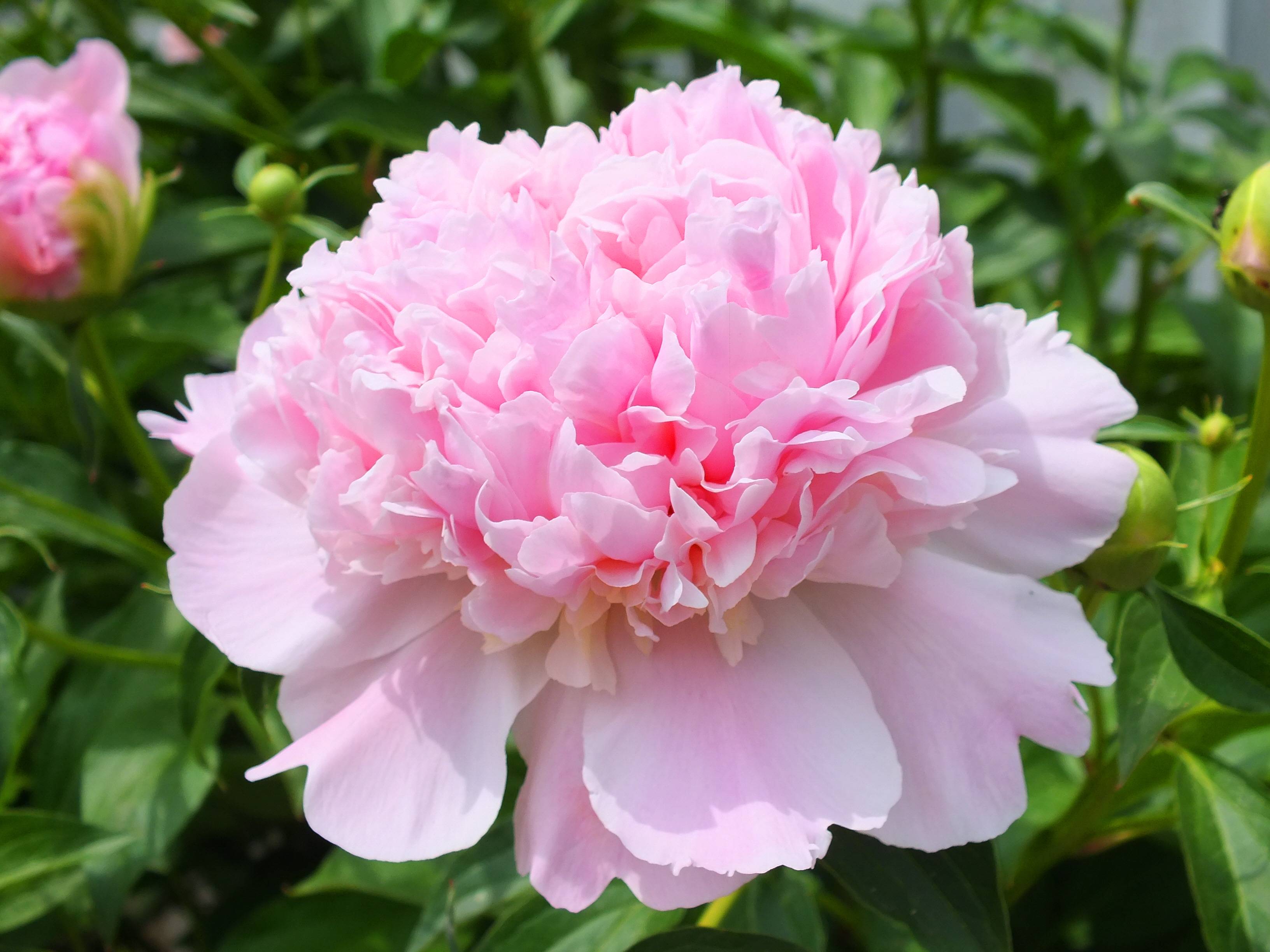 Flowers For > Paeonia Flower