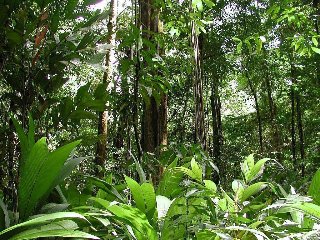 Wallpapers For > Beautiful Amazon Rainforest Wallpapers