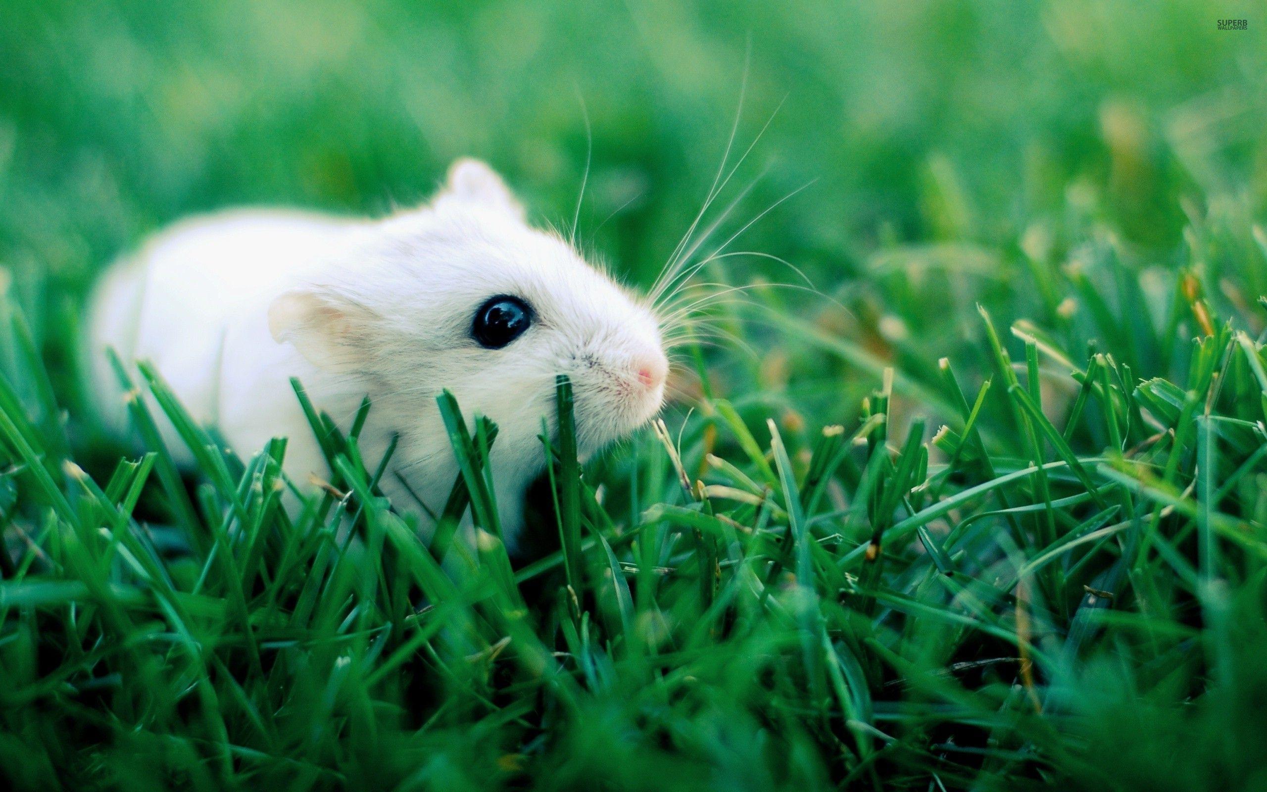 White Hamster In Grass 29637