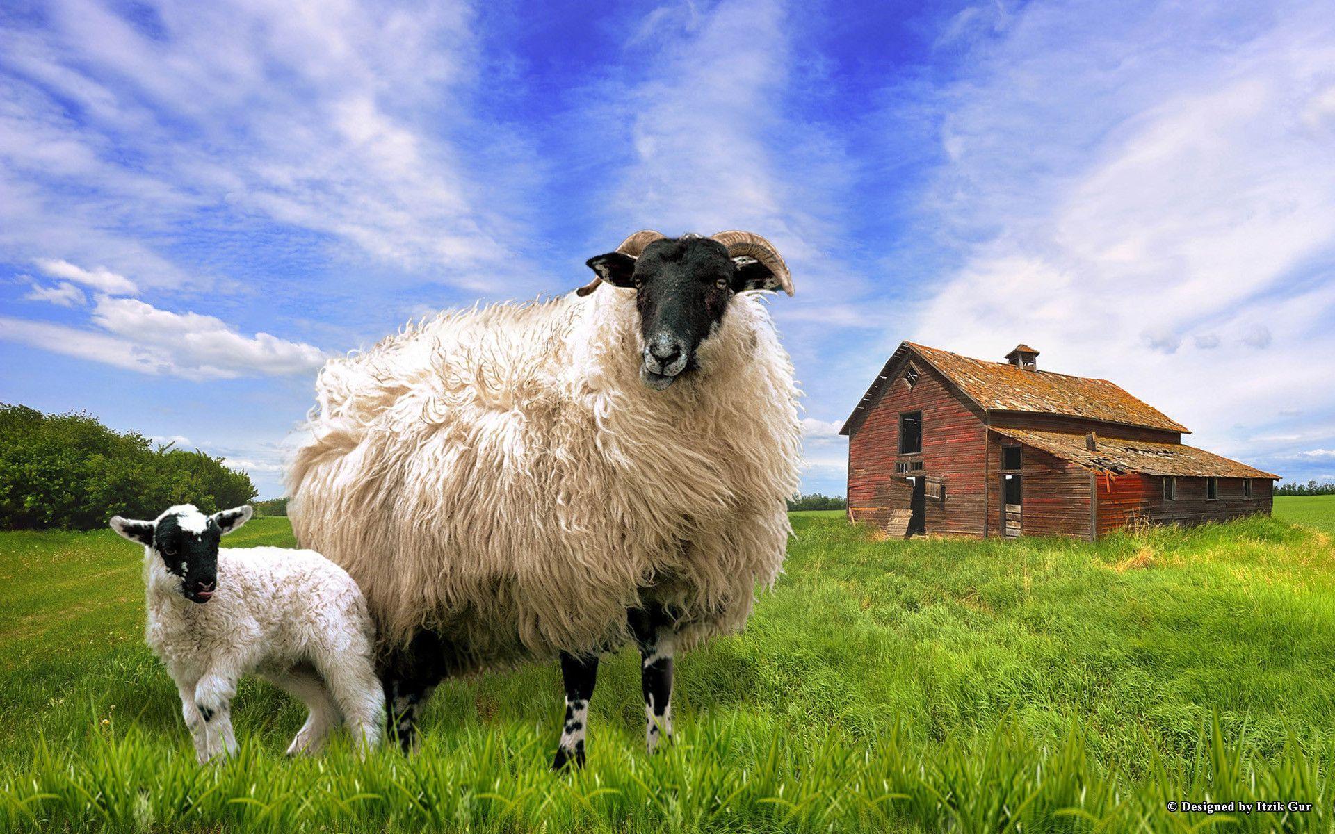Sheep Meadow (id: 186739)