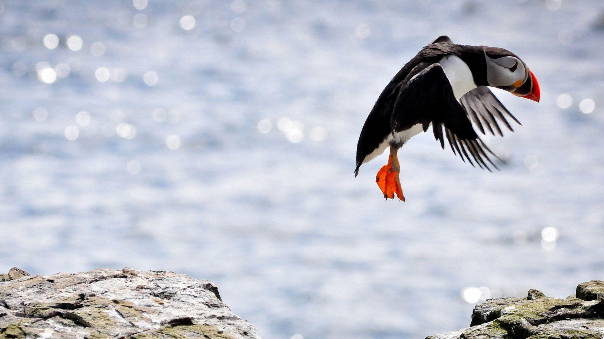 Download Cute Atlantic Puffin Birds In Nature Wallpaper | Wallpapers.com