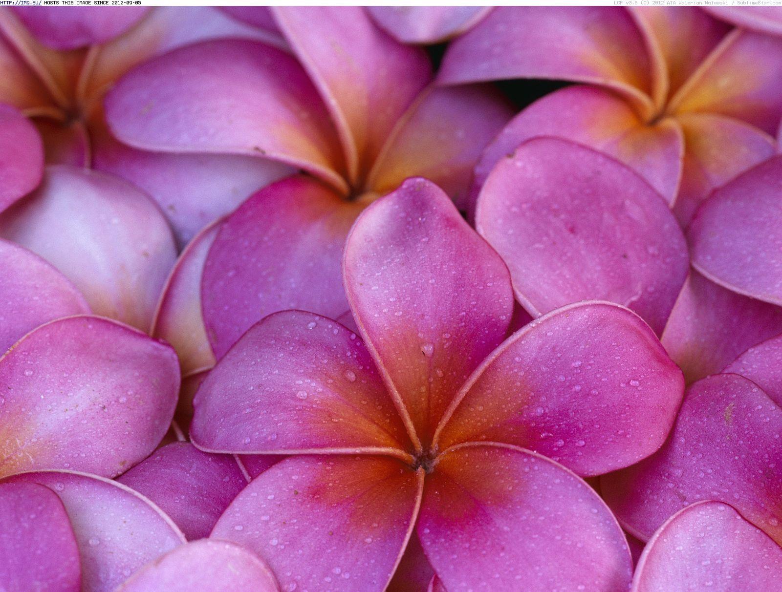image For > Purple Plumeria Wallpaper
