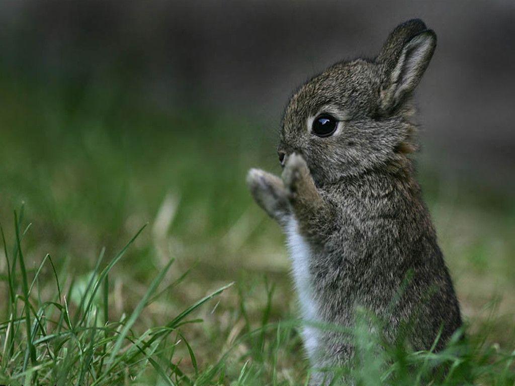 Baby Bunny Wallpapers Hd Cool 7 HD Wallpapers