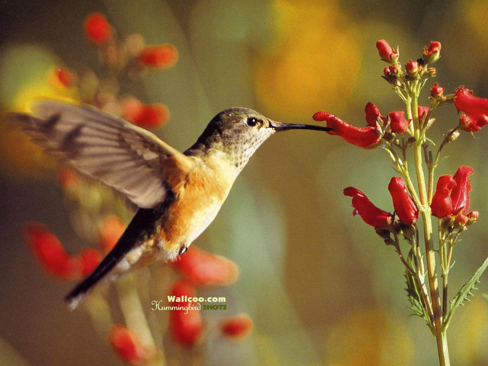 Hummingbird and flowers hummingbirds Wallpaper 1600x1200 NO
