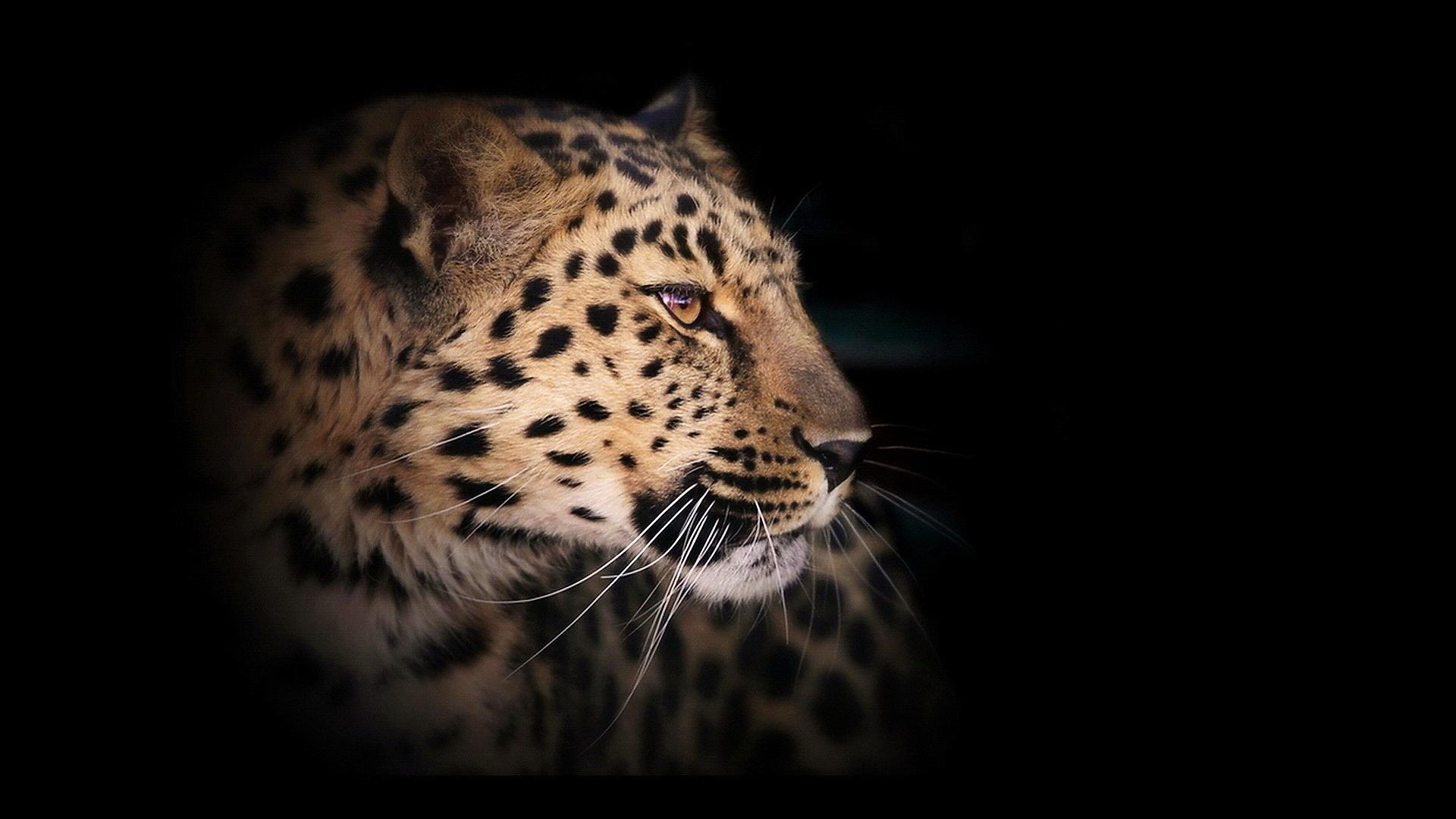 Leopard Wild Cat Animal Free Desktop Free Wallpaper