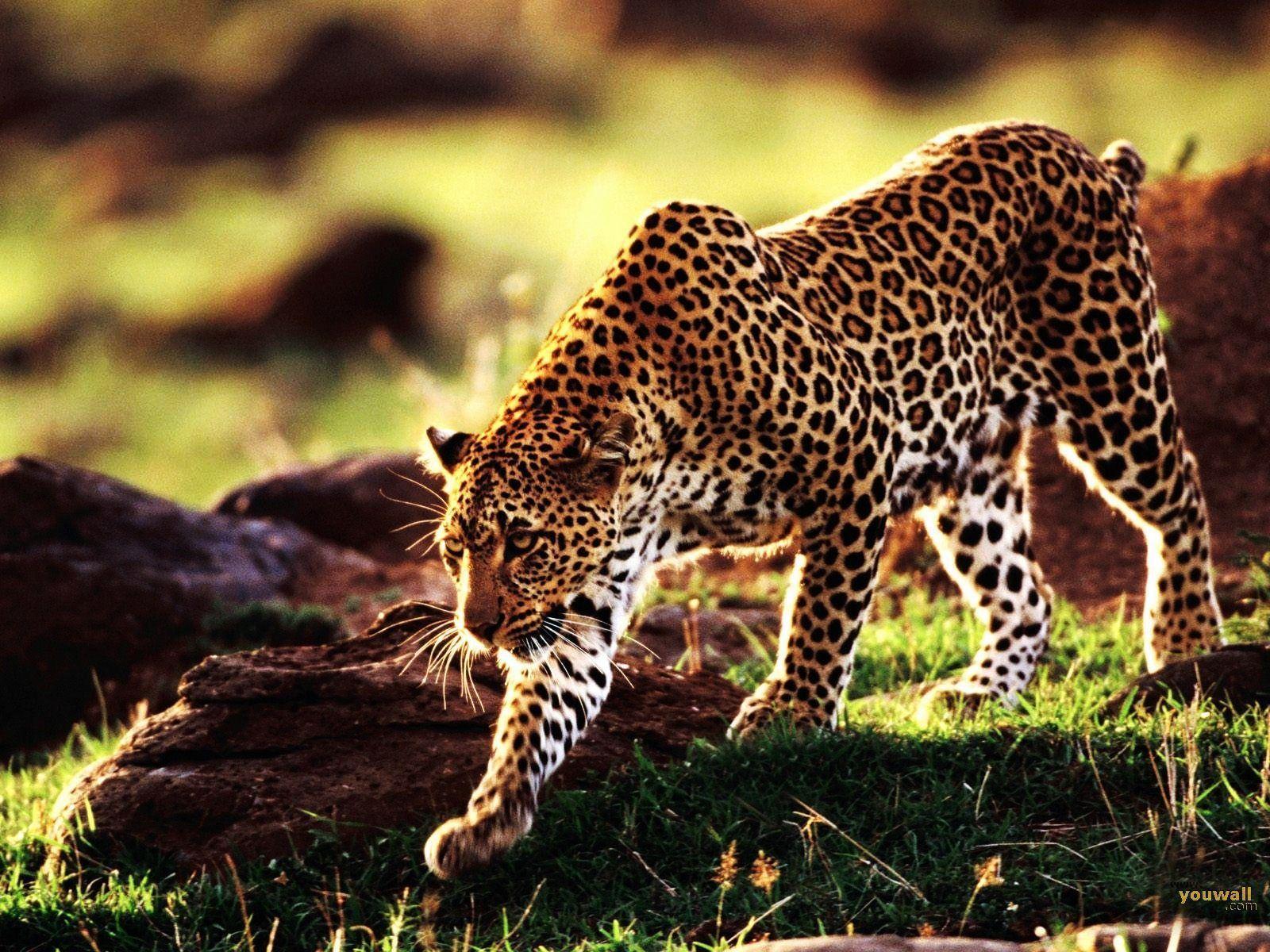 Cheetah Download Wallpapers And Free Desktop Backgrounds.