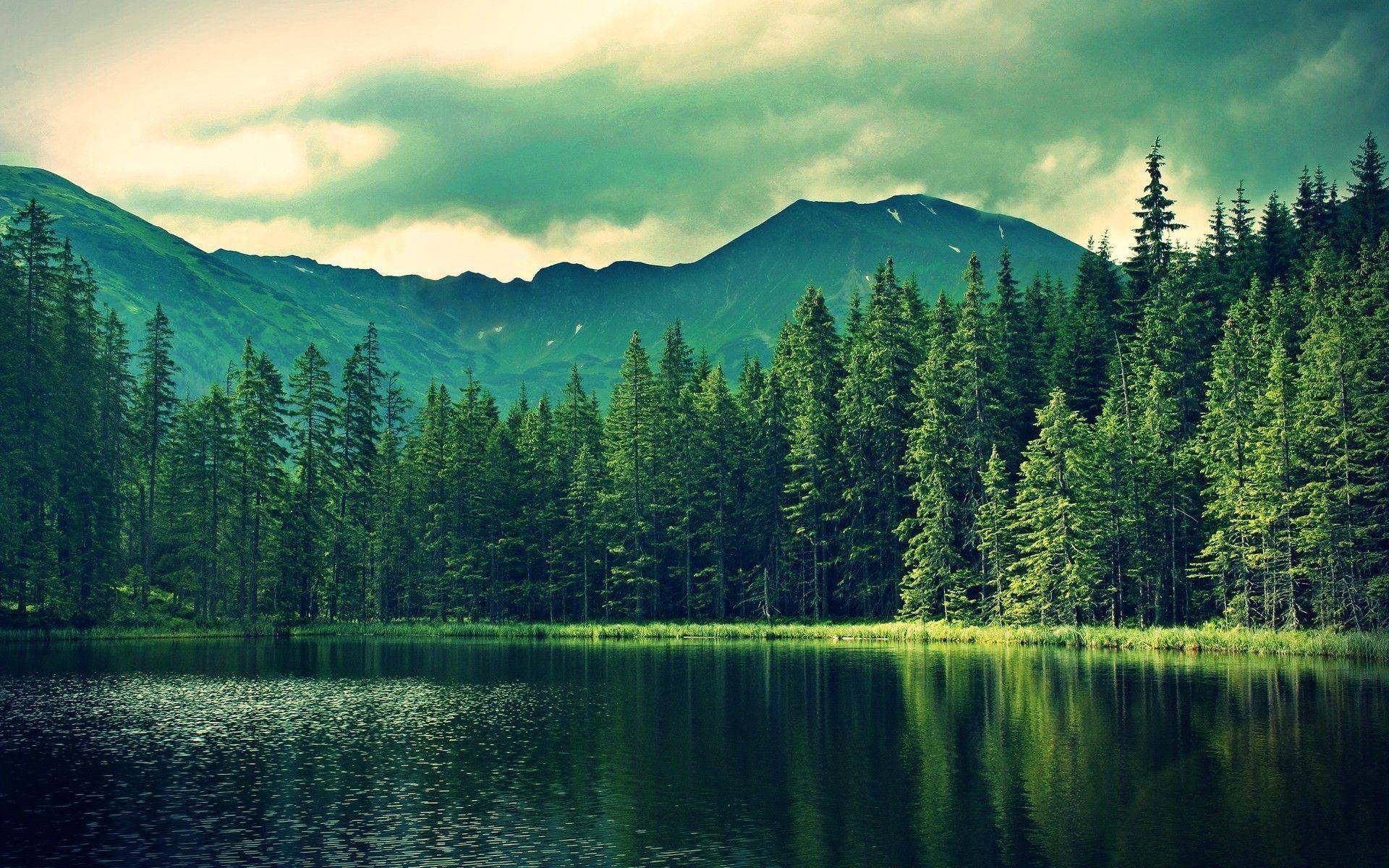 Lakeside fir forest Wallpaper #