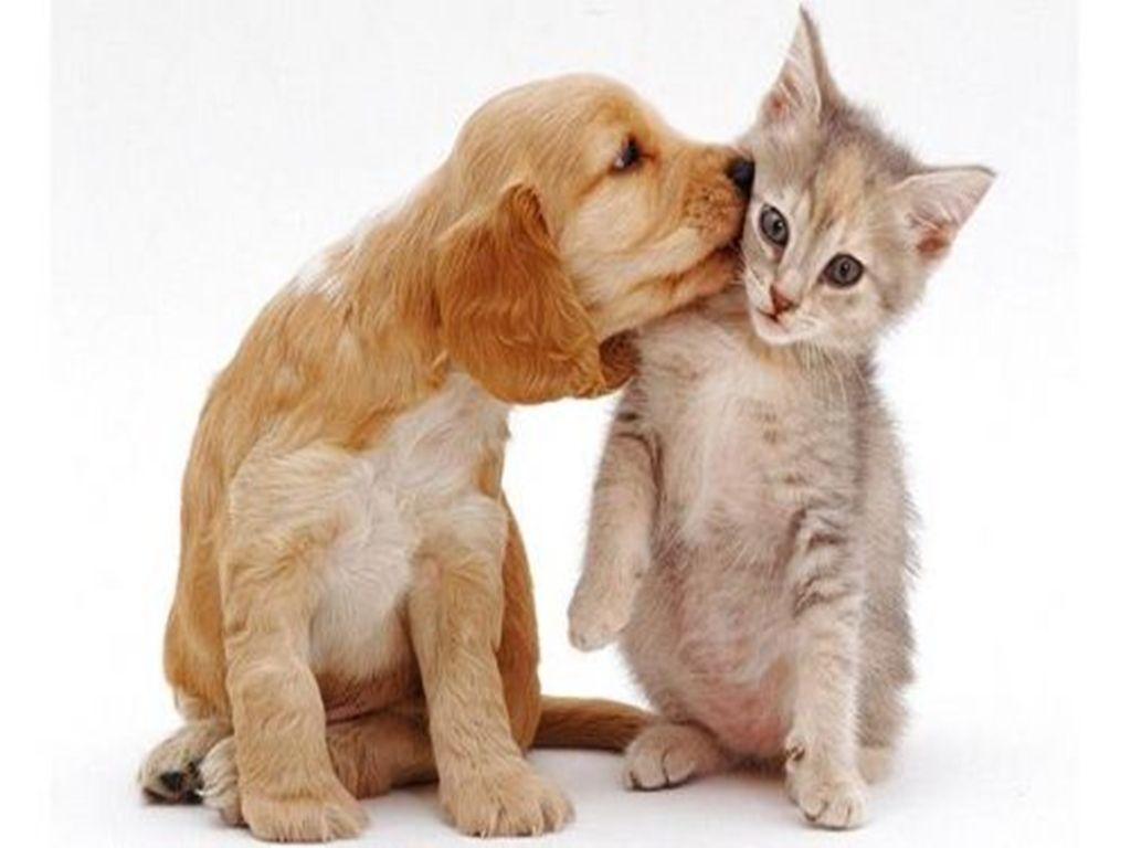Dog Kissing Cat Free Wallpaper Backgrounds For Wallpapers