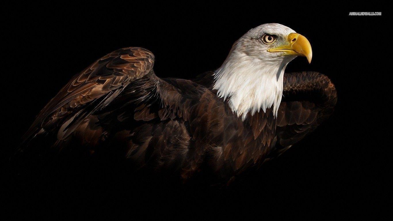 Bald Eagle Wallpapers - Wallpaper Cave