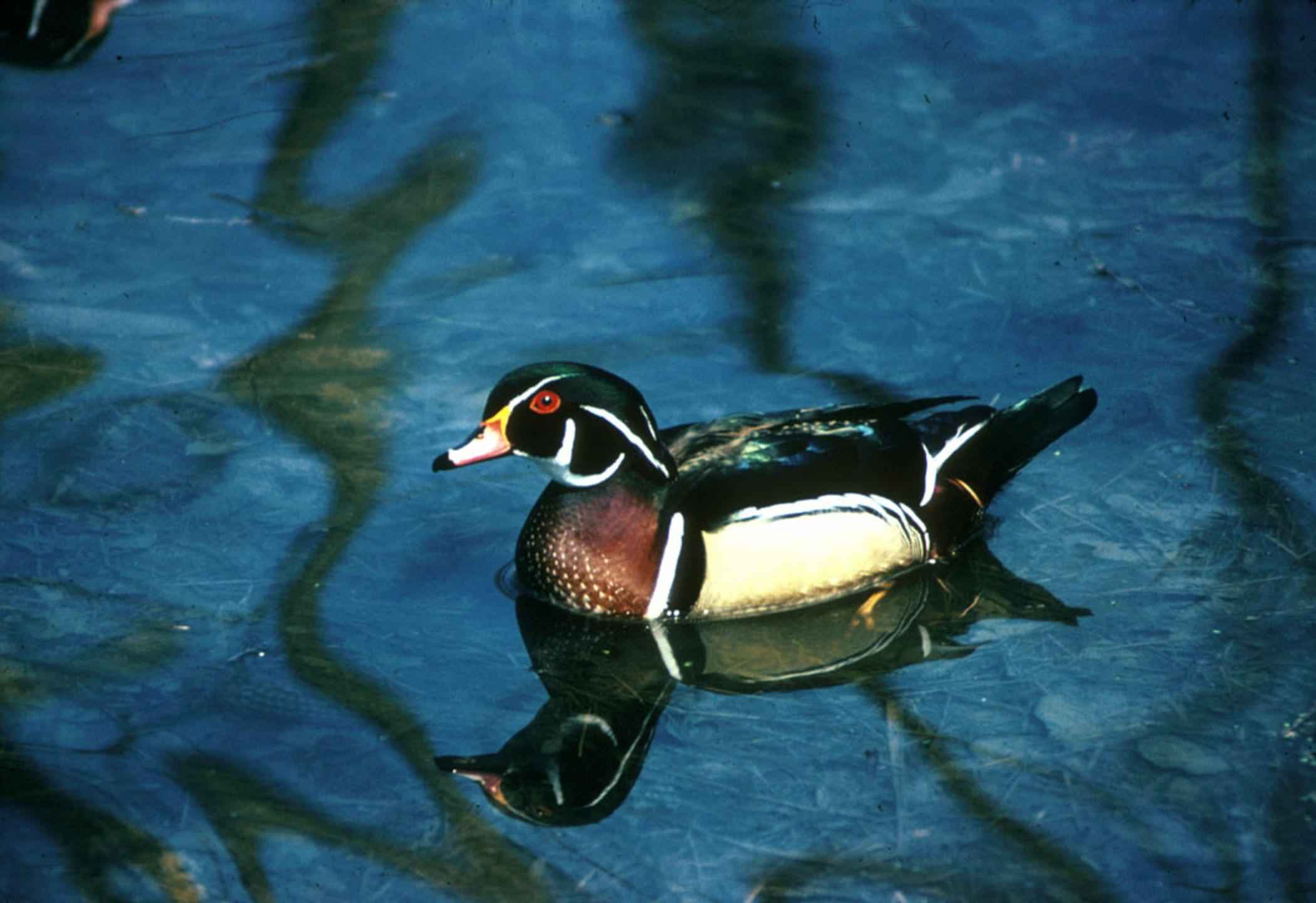image For > Wood Duck Wallpaper