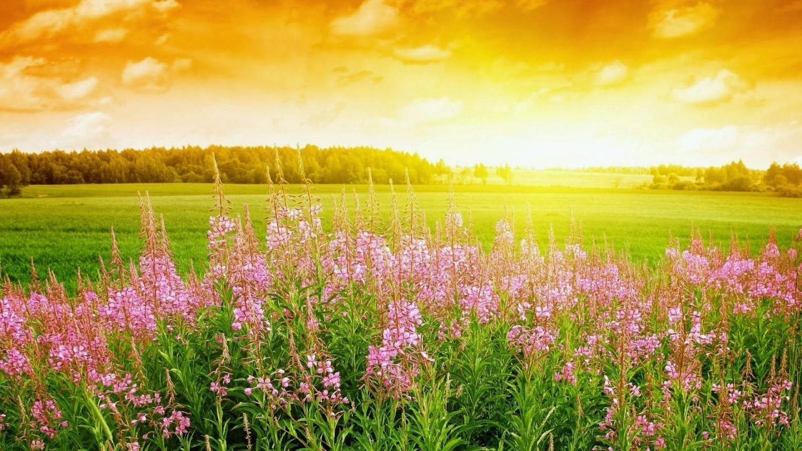 Full HD Nature Wallpaper Free Download For Laptop PC Desktop