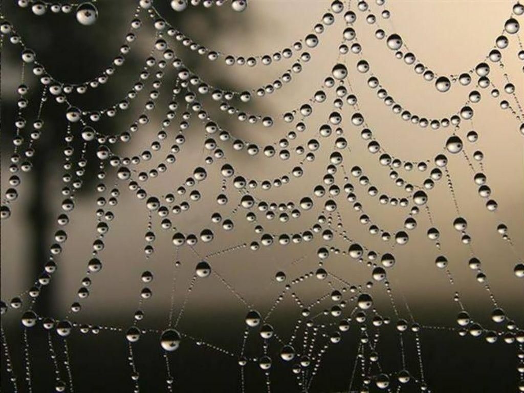 Spider web wallpaper from Other wallpaper