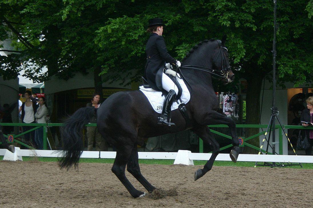 Dressage Canter Pirouette Stock 01 By LuDa Stock