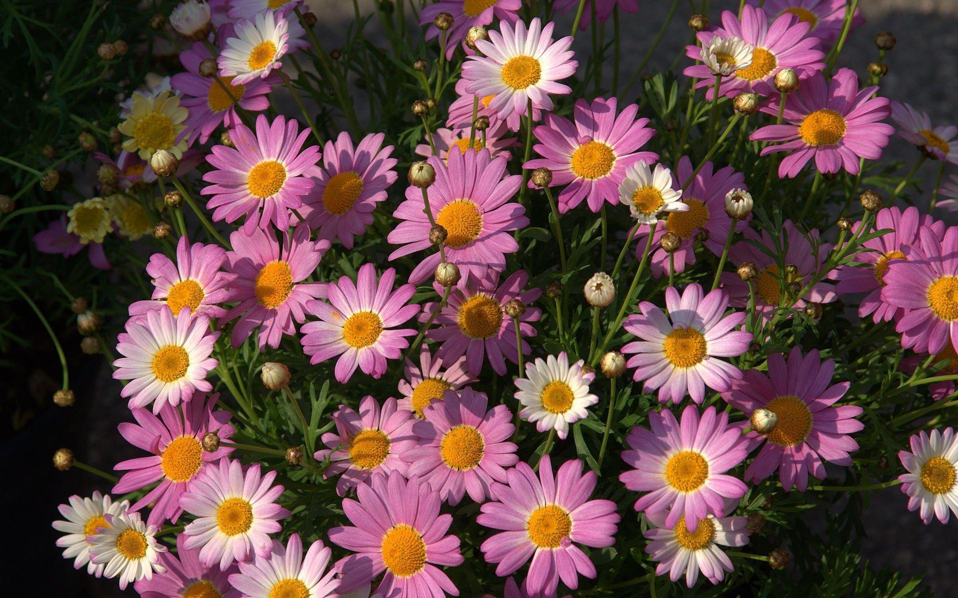 Pink Daisy flower flowers pink pretty HD phone wallpaper  Peakpx