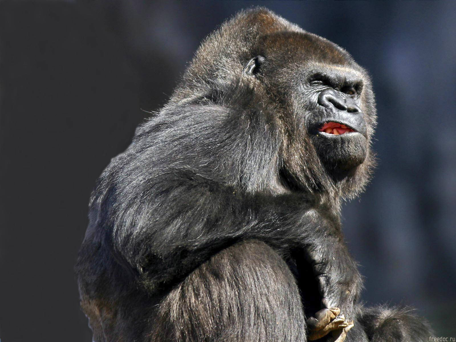 groovy gorilla background