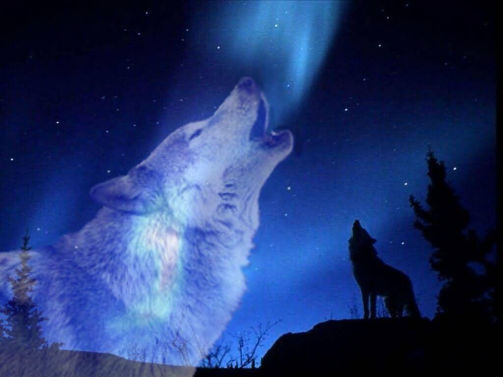 howling wolf with moon