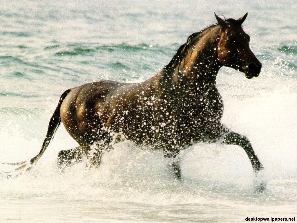 Horses Desktop Wallpaper