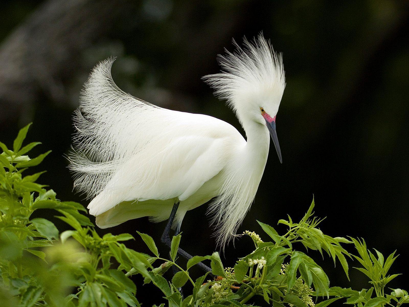 Snowy egret in breeding plumage free desktop background