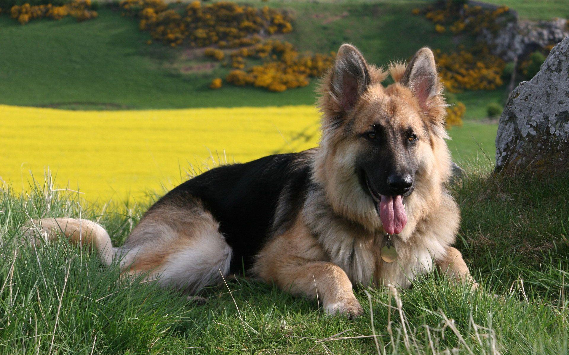 German Shepherd Dog Free HD WallPapers. Download Free HD Wallpaper