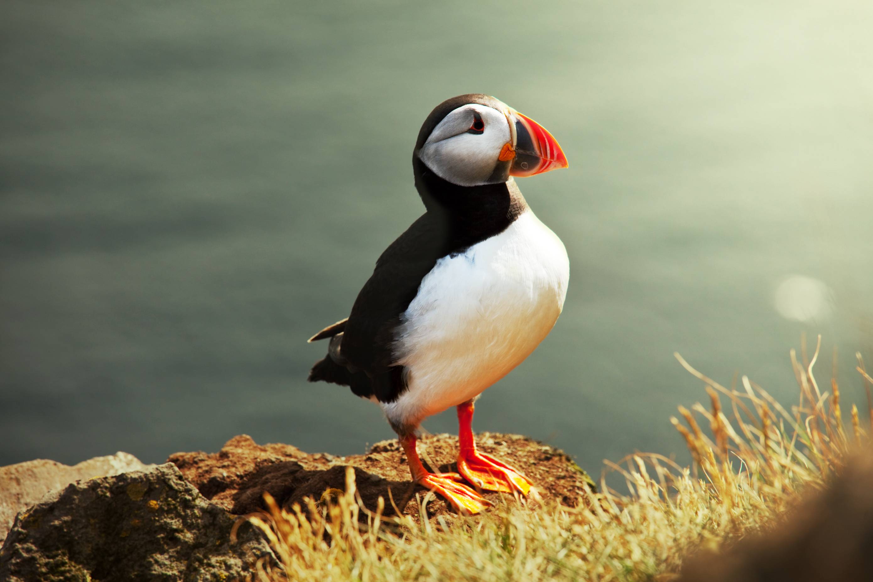 Puffin Wallpapers - Wallpaper Cave