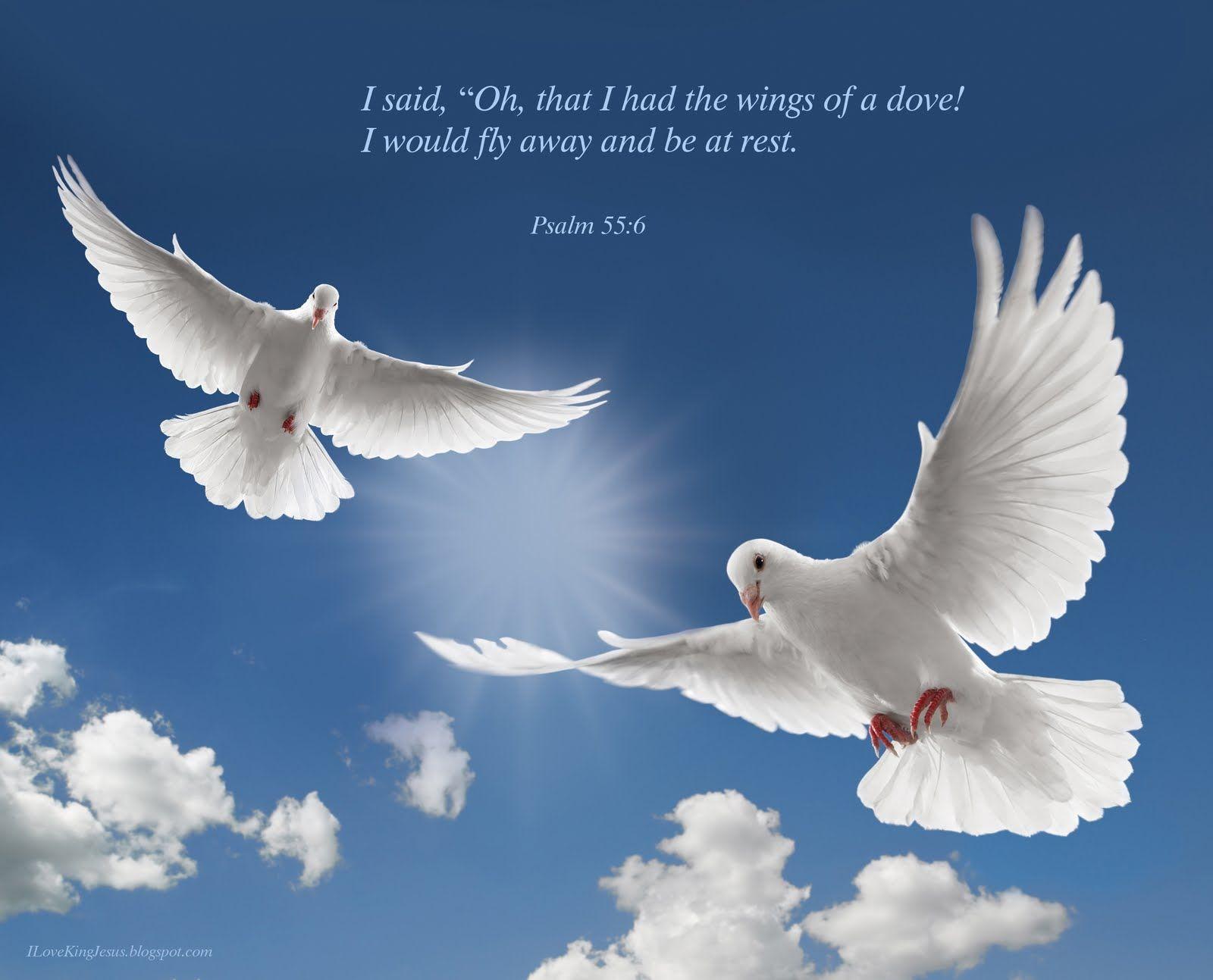 Psalm 55:6 A Dove Wallpaper