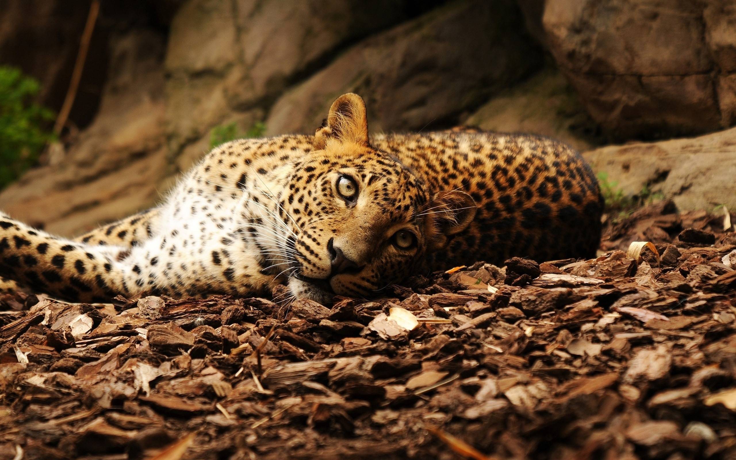 Wild animals leopard lying ground hd wallpapers